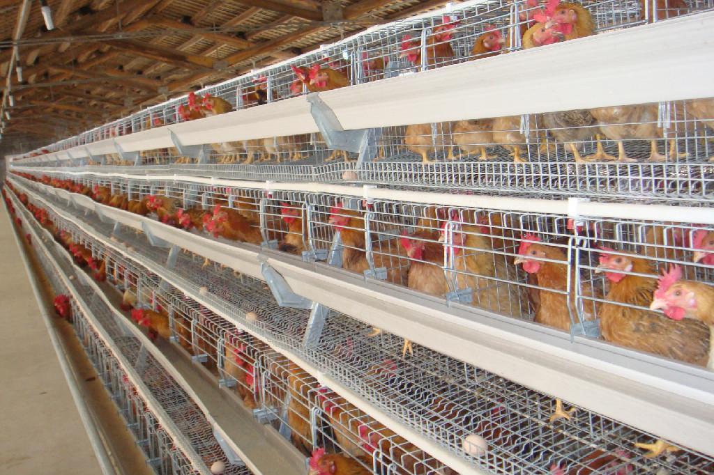 養(yǎng)雞場必須具備的肉雞設(shè)備