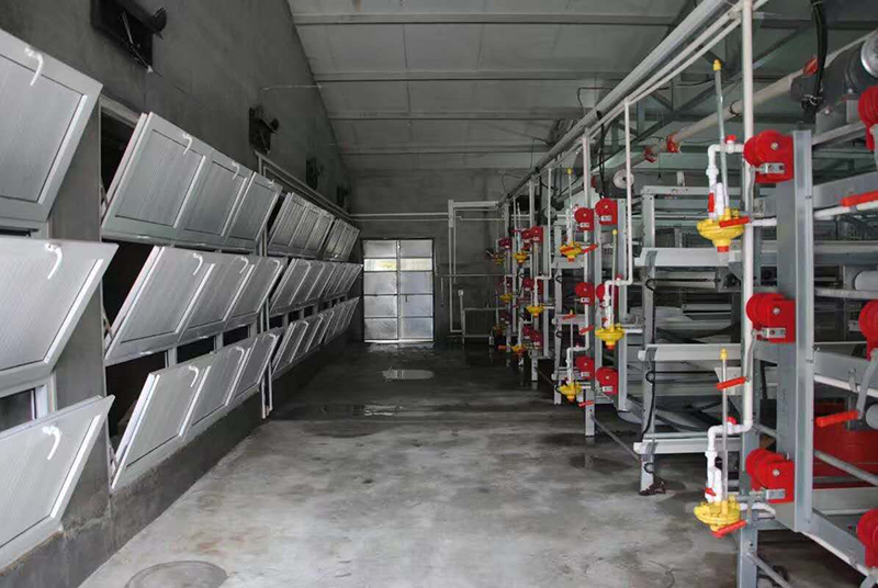 如何管理肉雞養(yǎng)殖場的肉雞設(shè)備？