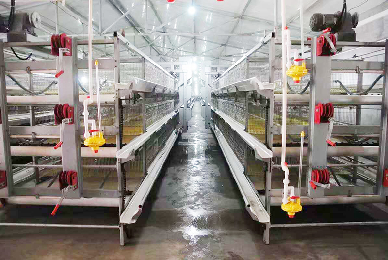 肉雞行情，及養(yǎng)殖肉雞設(shè)備