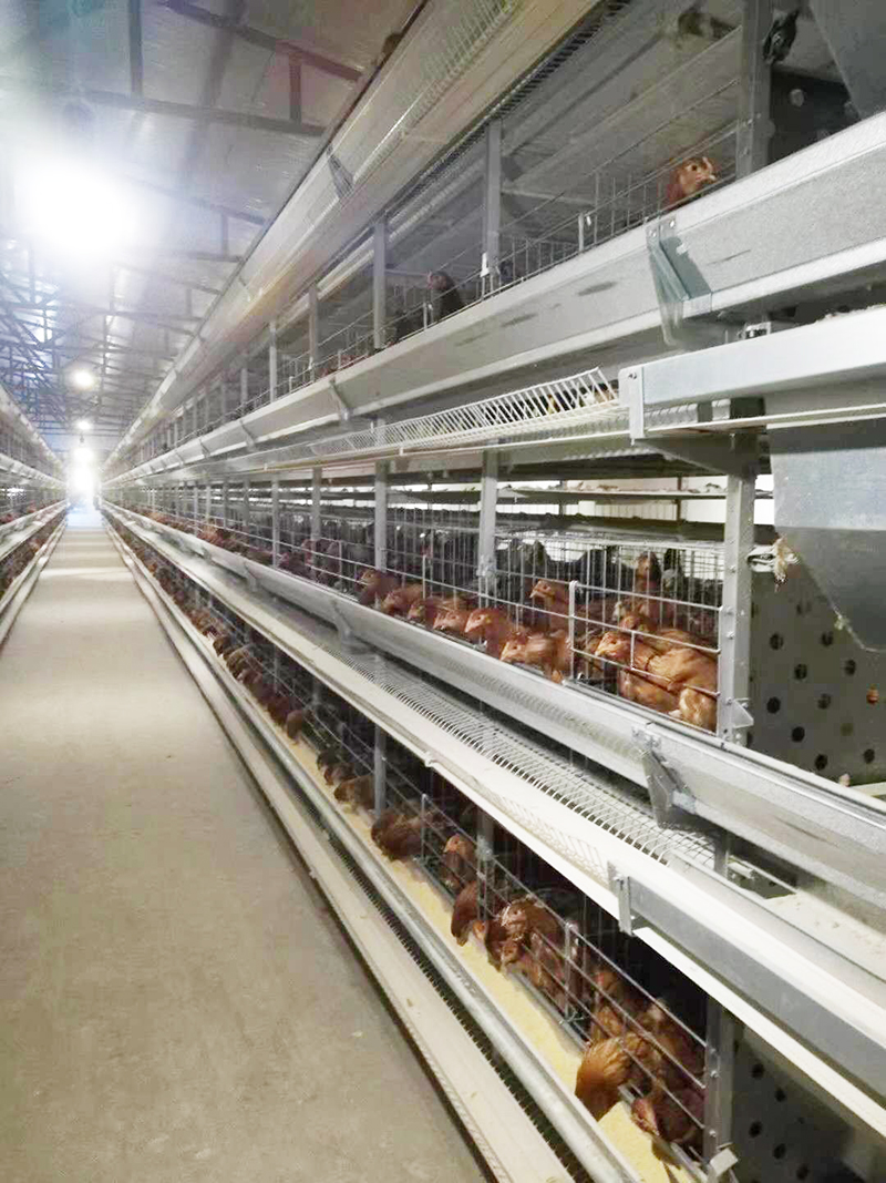 養(yǎng)殖用蛋雞設(shè)備包括那些具體的？