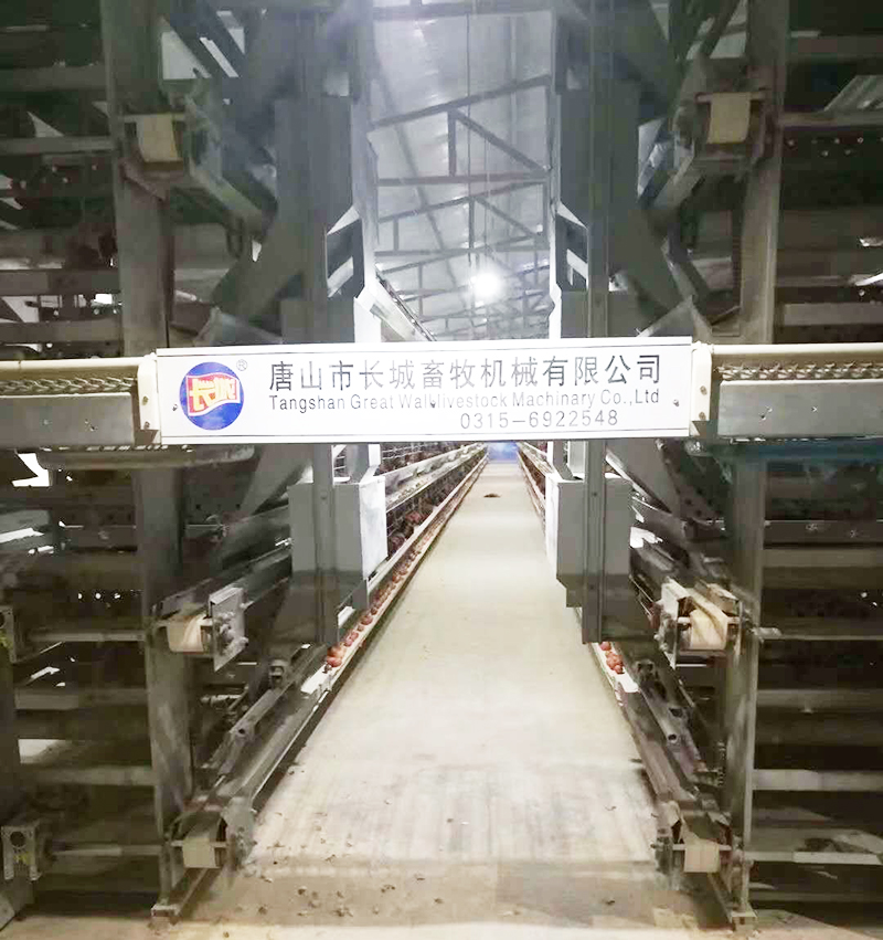 如果您想用自動化設備養(yǎng)蛋雞，哪些蛋雞設備是必不可少的？