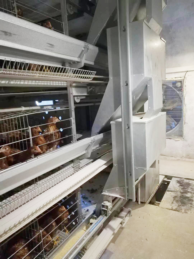 引進(jìn)國際標(biāo)準(zhǔn)蛋雞設(shè)備 3萬只雞僅需1人 引進(jìn)國際標(biāo)準(zhǔn)蛋雞設(shè)備 3萬只雞僅需1人
