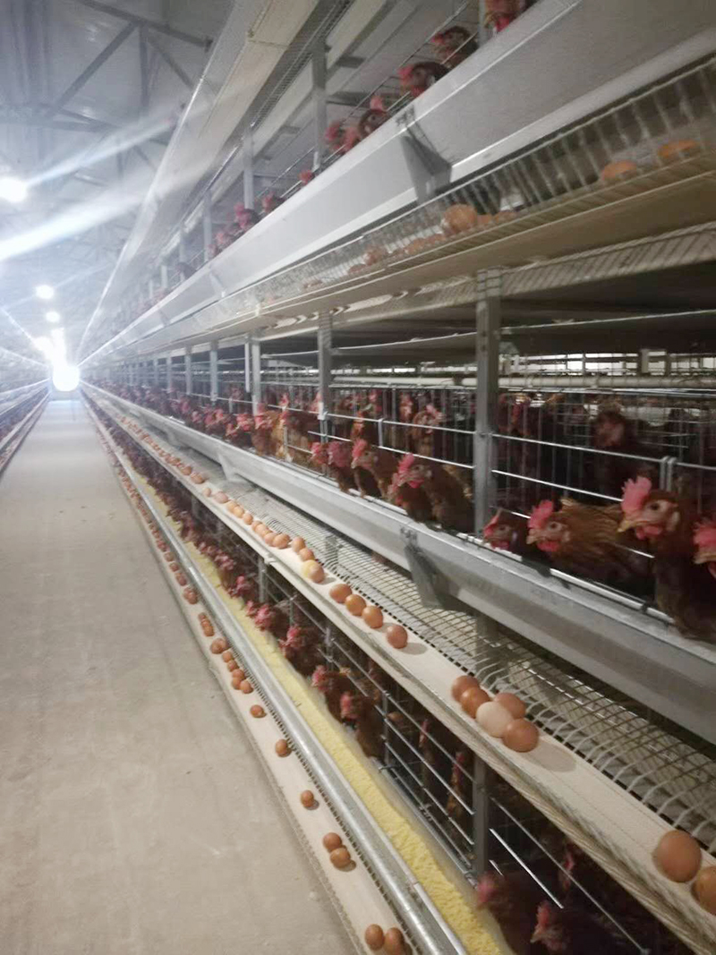 你知道蛋雞設(shè)備的安裝方法有哪些嗎？