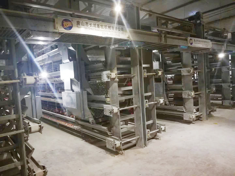 蛋雞設(shè)備該如何進(jìn)行使用呢？