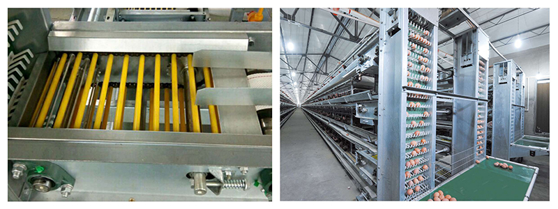 蛋雞集蛋系統(tǒng) 蛋雞集蛋系統(tǒng)