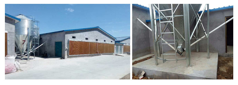 蛋雞自動送料系統(tǒng) 蛋雞自動送料系統(tǒng)