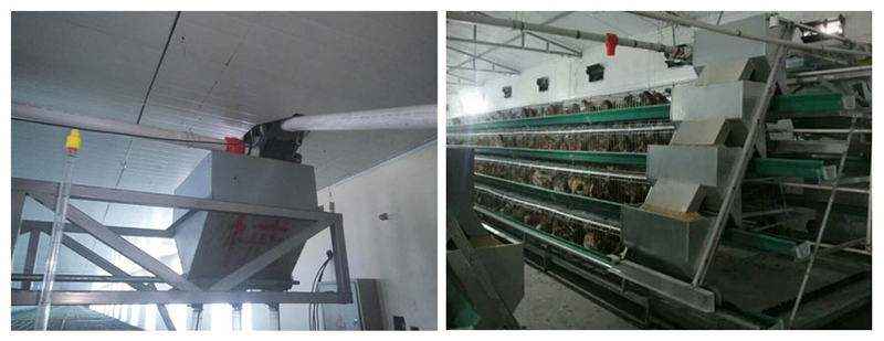 蛋雞自動送料系統(tǒng) 蛋雞自動送料系統(tǒng)