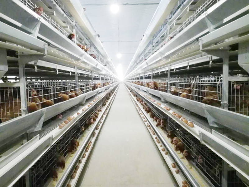 蛋雞設備廠家 蛋雞設備廠家