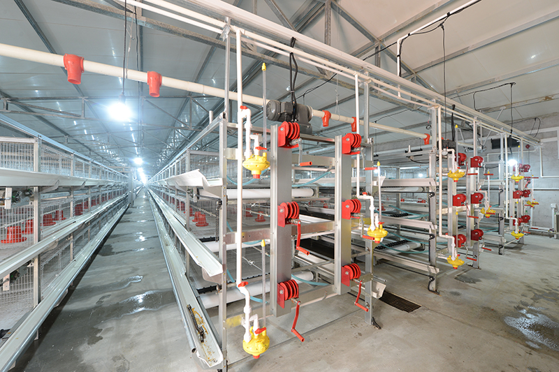 肉雞設(shè)備如何使用能提高肉雞生長速率