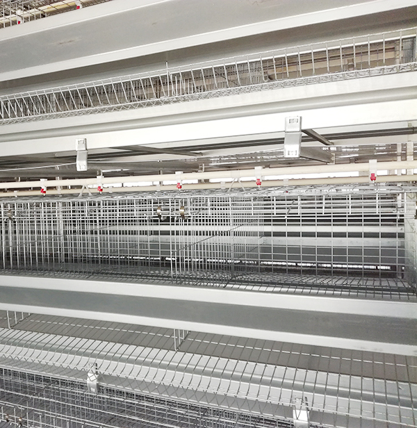 某集團(tuán)肉雞設(shè)備操作管理規(guī)范，收藏吧！