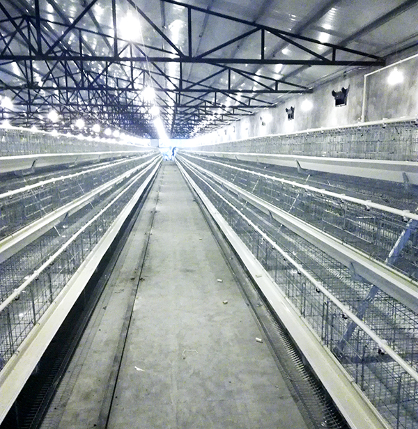 蛋雞設(shè)備應(yīng)該如何選?。侩A梯式好還是層疊式好呢？