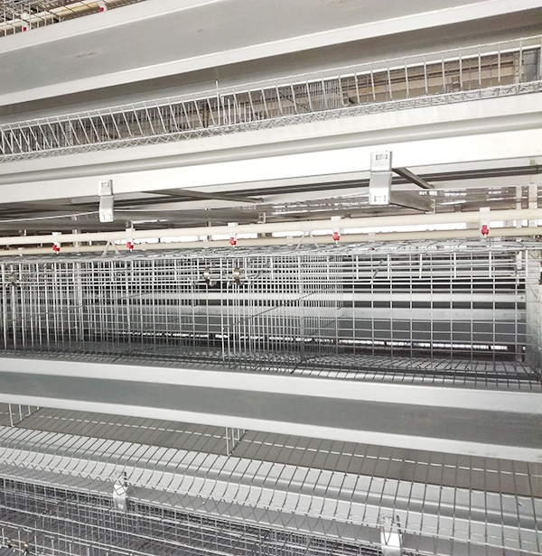 合理選用肉雞設(shè)備，切忌貪圖便宜