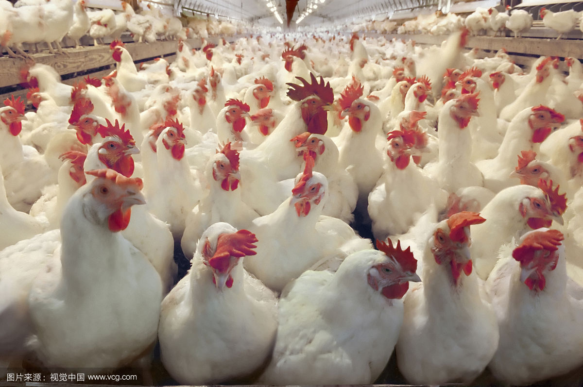 種雞的日程表.jpg 種雞的日程表.jpg